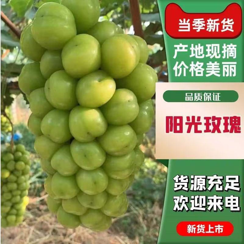 湖南澧县阳光玫瑰大量上市，颗颗饱满，果肉甜，欢迎选购