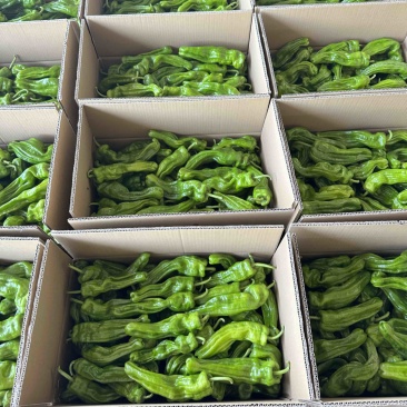 陕西榆林定边白泥鲜辣椒\皱皮椒\大量上市