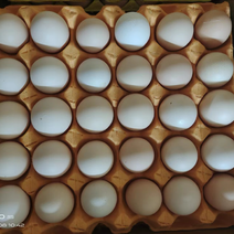 馆陶A+蛋品销售，可大量长期供应，500起批