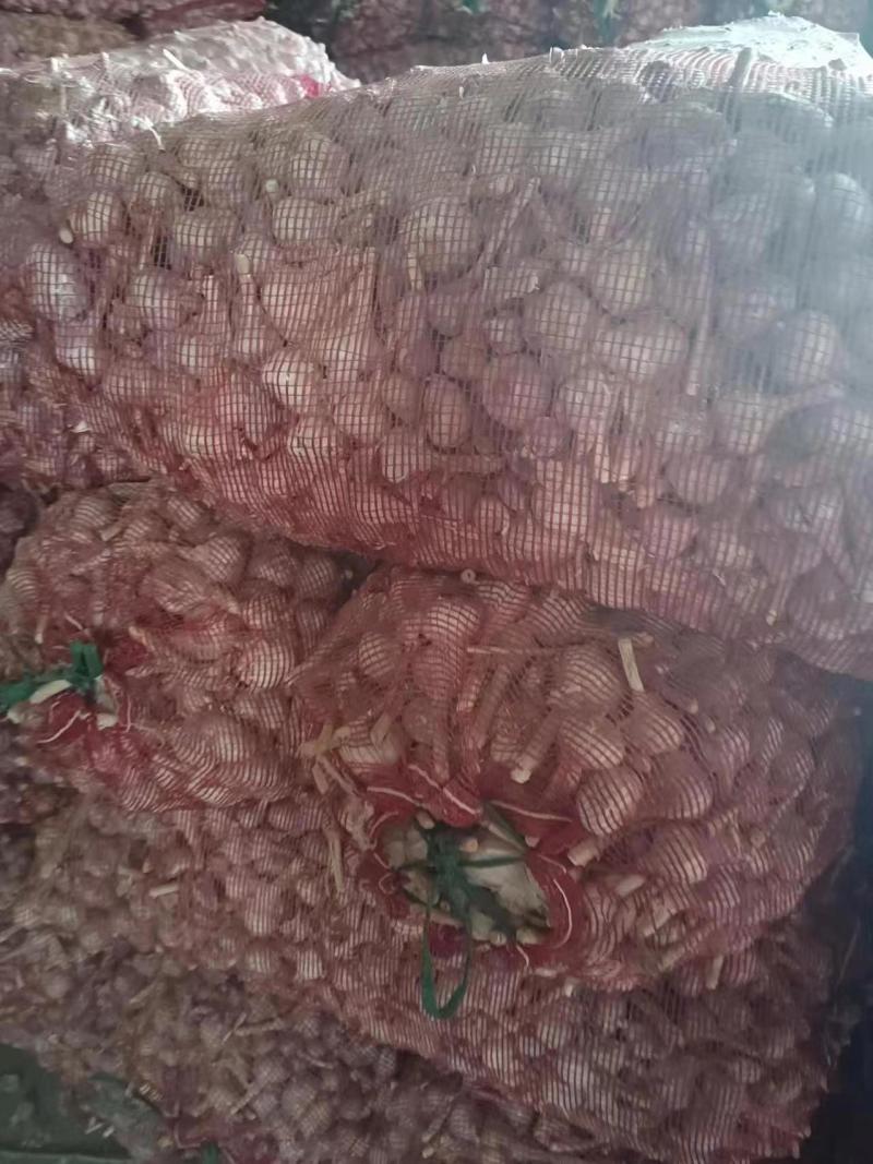 精选正宗红根蒜苗种子，大蒜种子一手货源直发品质保障