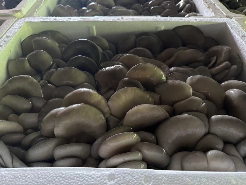 内蒙反季节鲜平菇，二茬中大叶，大量上市，有需要的请联系