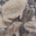 雷公藤