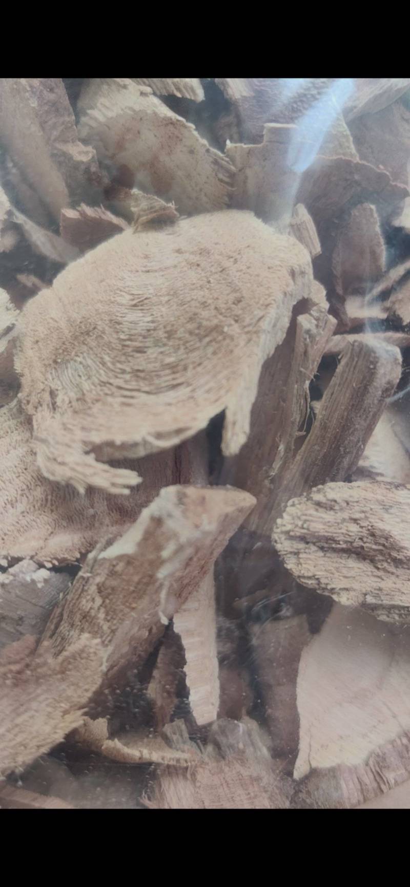 雷公藤