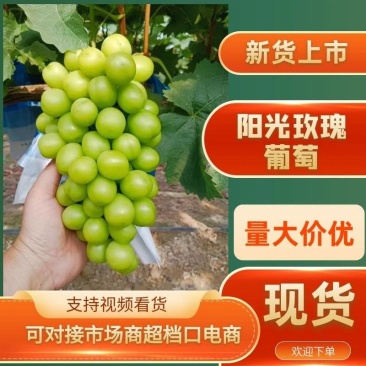 【牛人卖货】阳光玫瑰葡萄河南夏邑万亩产区大量上市欢迎来电