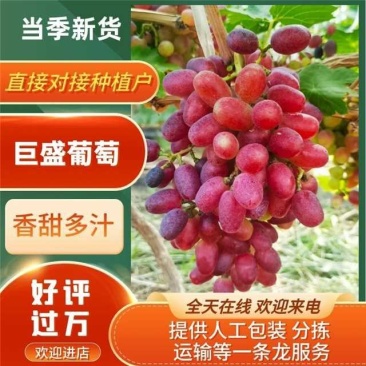 巨盛一号葡萄陕西大荔一手货源欢迎电话咨询