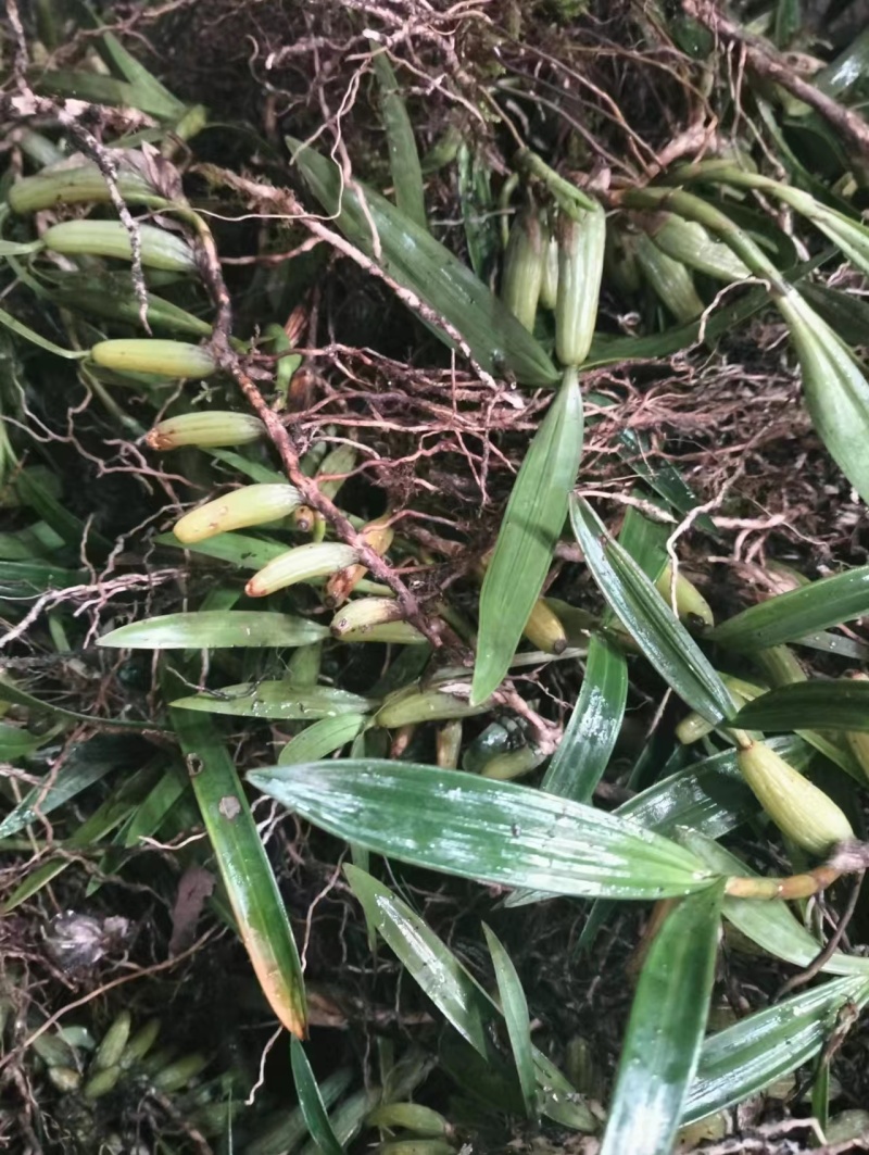 石仙桃别名果上叶，贵州一手货源，货量充足保真，可视频看货