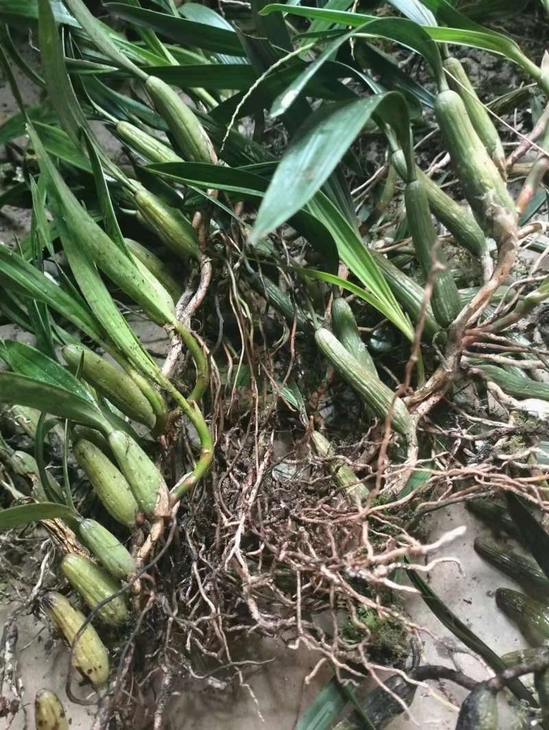 石仙桃别名果上叶，贵州一手货源，货量充足保真，可视频看货