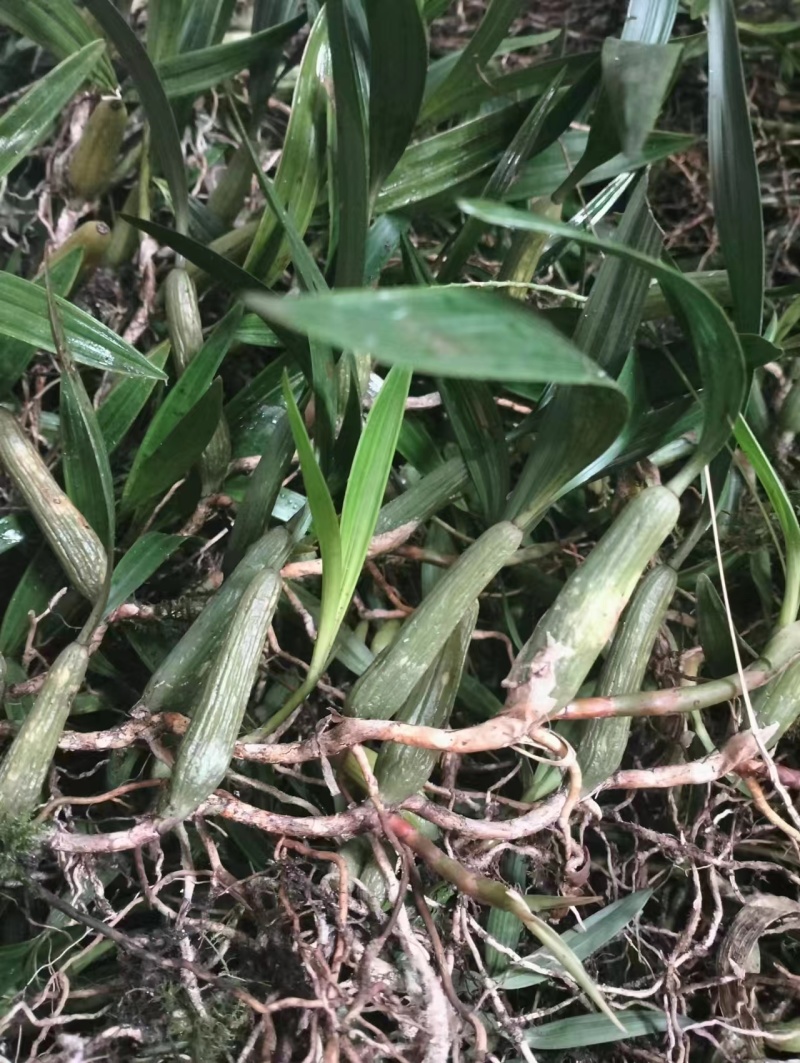石仙桃别名果上叶，贵州一手货源，货量充足保真，可视频看货