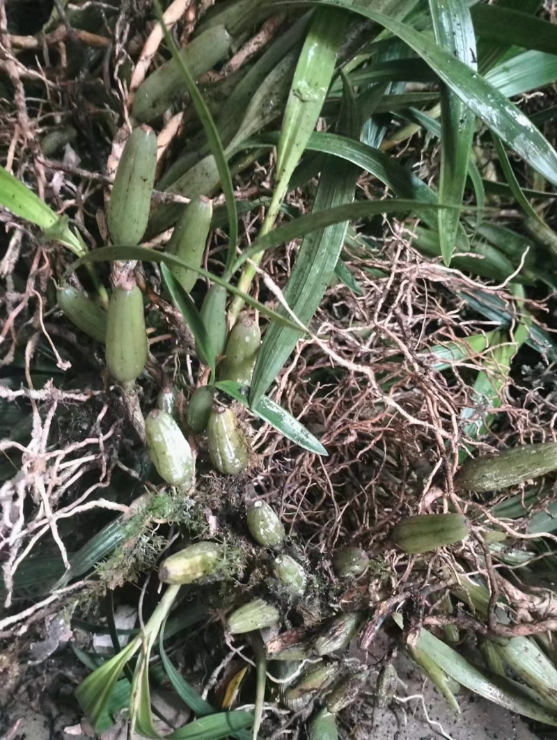 石仙桃别名果上叶，贵州一手货源，货量充足保真，可视频看货