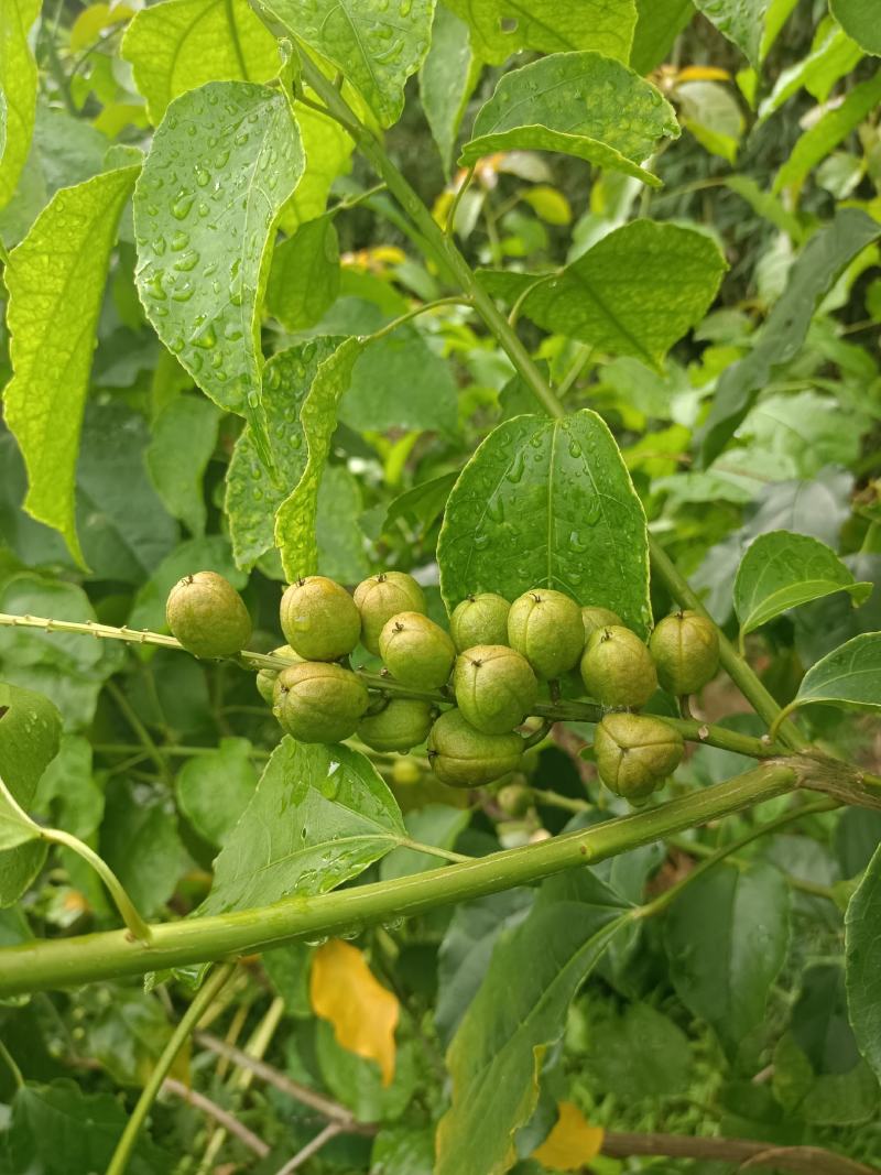 优质良种巴豆苗【异名】巴菽，江子，老阳子，双眼龙，猛子仁