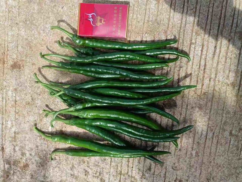 3号线椒