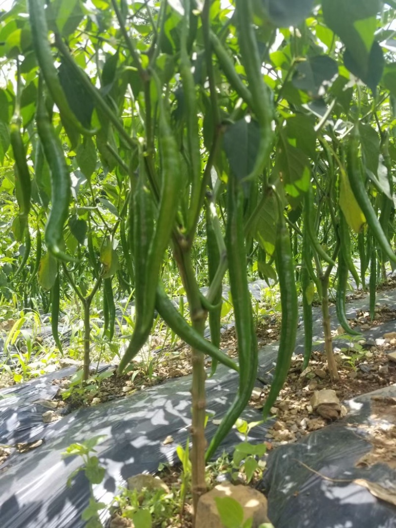 3号线椒