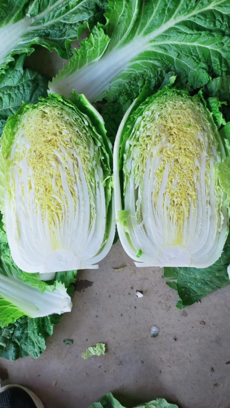 黄心白菜
