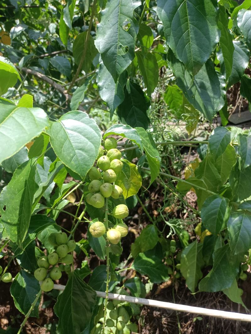 优质良种巴豆苗【异名】巴菽，江子，老阳子，双眼龙，猛子仁