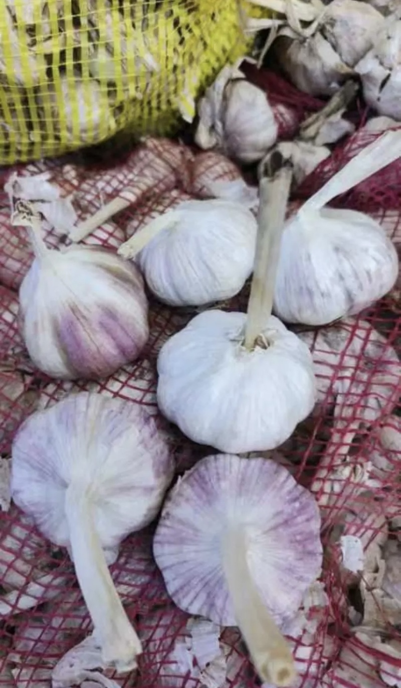 山东精品大蒜产地直发，大量供应可视频看货