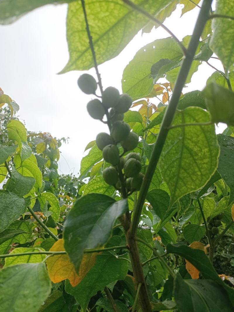 良种巴豆苗【异名】巴菽，江子，老阳子，双眼龙，猛子仁