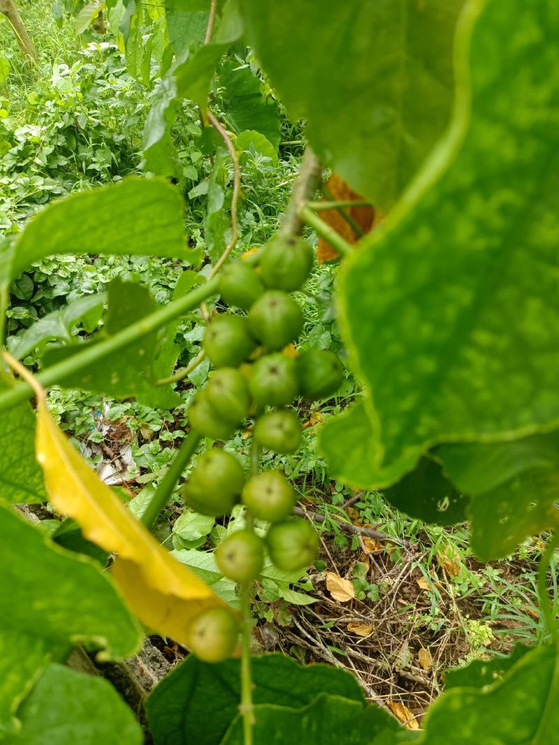 良种巴豆苗【异名】巴菽，江子，老阳子，双眼龙，猛子仁
