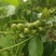 良种巴豆苗【异名】巴菽，江子，老阳子，双眼龙，猛子仁