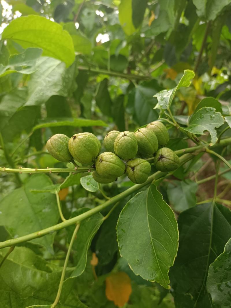 良种巴豆苗【异名】巴菽，江子，老阳子，双眼龙，猛子仁