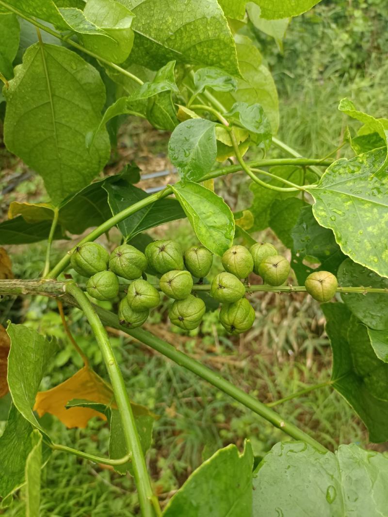 良种巴豆苗【异名】巴菽，江子，老阳子，双眼龙，猛子仁