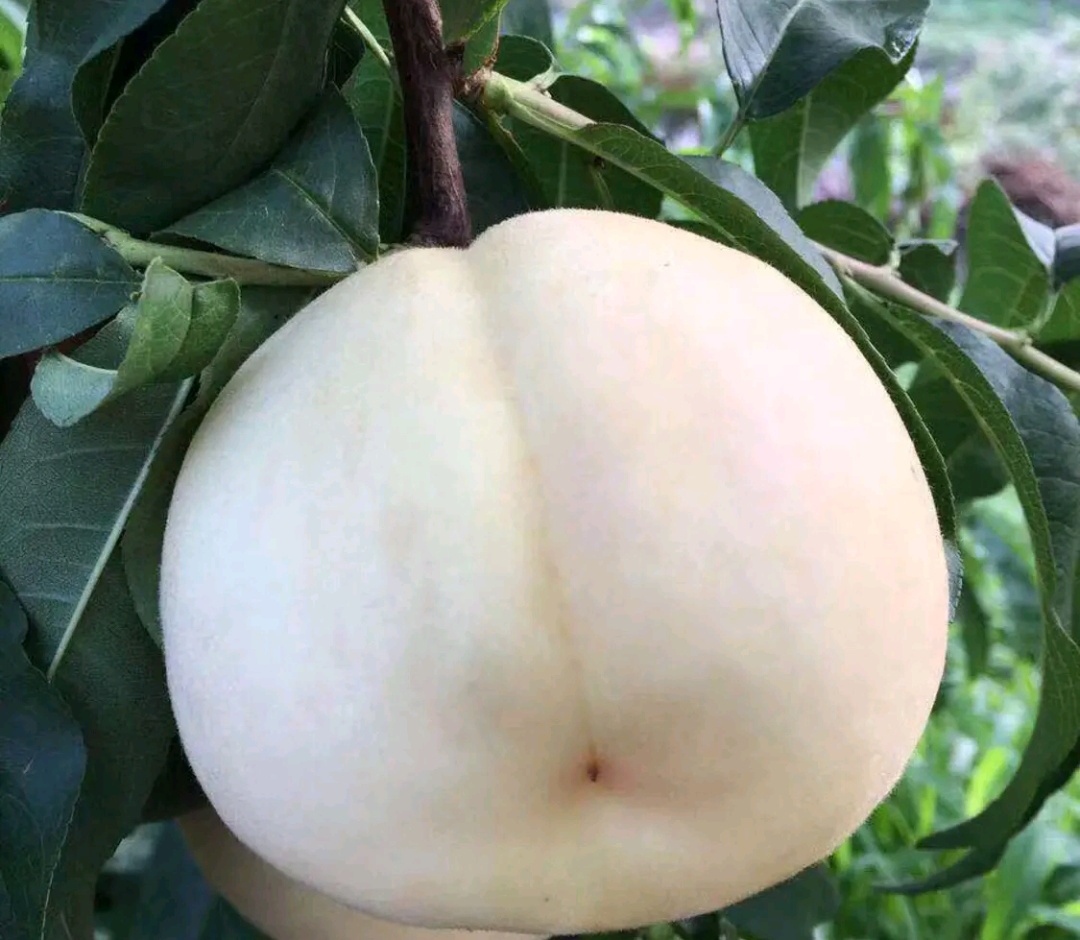 白桃白桃成熟果实的特写,展示其乳白色果肉和完整果皮,背景为自然光下的果实 白桃白桃成熟果实特写