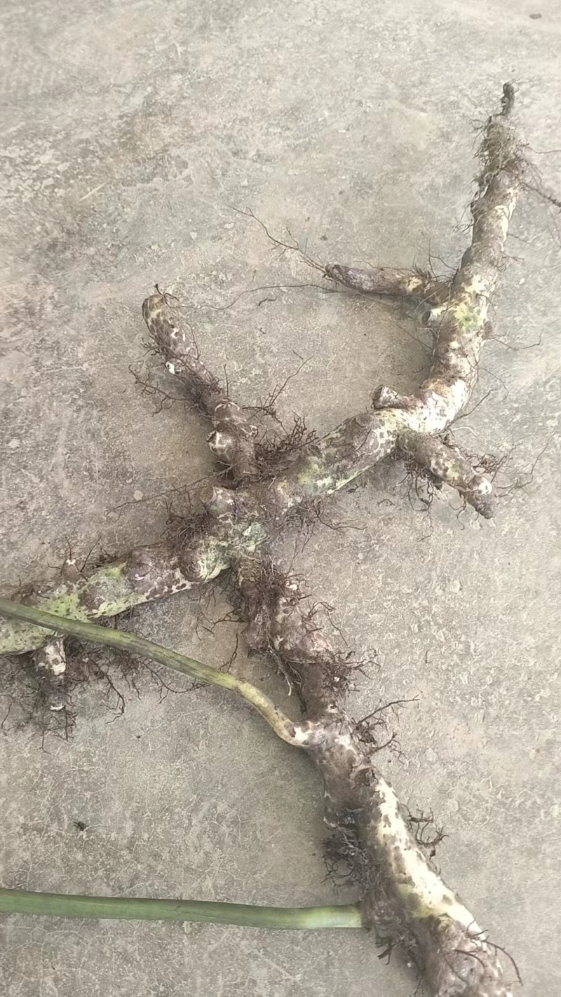 骨碎补本地话叫青竹彪，贵州本地一手货，质量好，视频看货
