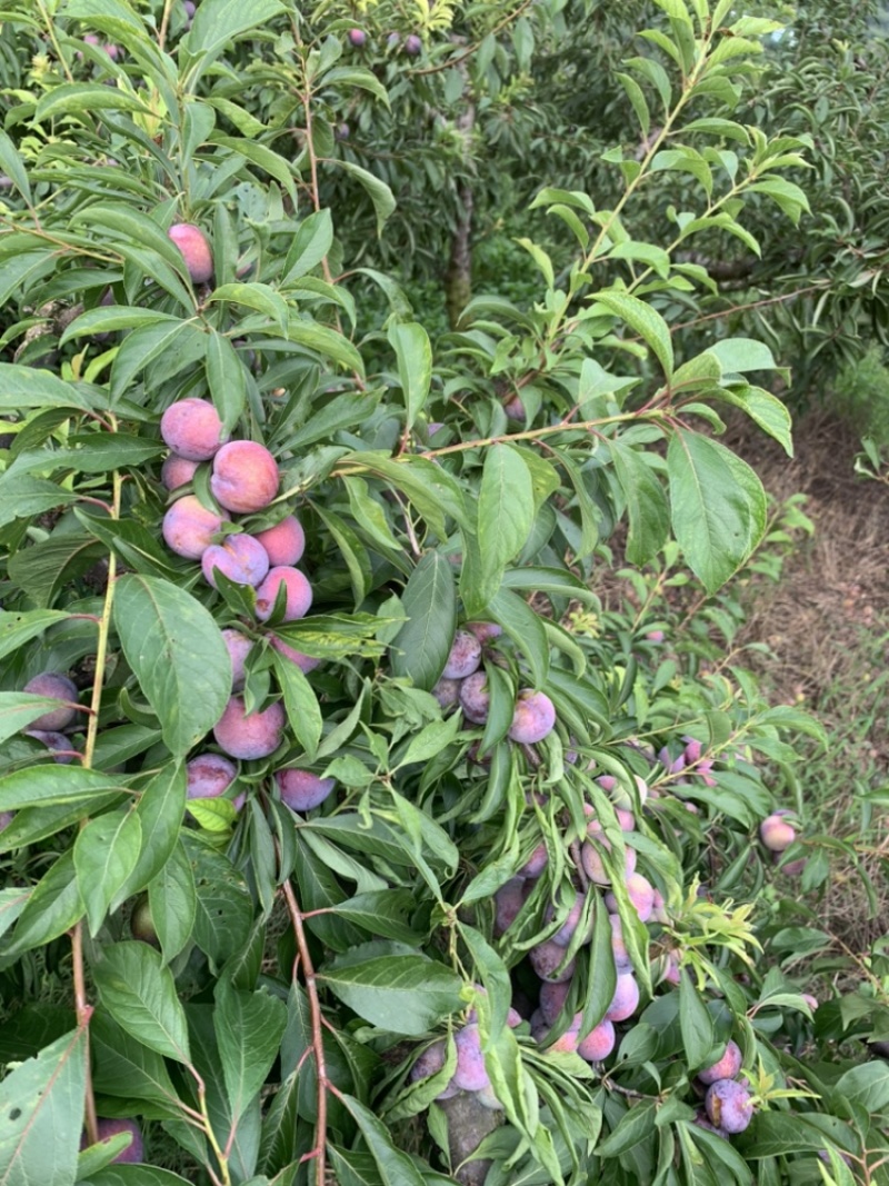 脆红李颜色好果灰好全脱骨硬度高