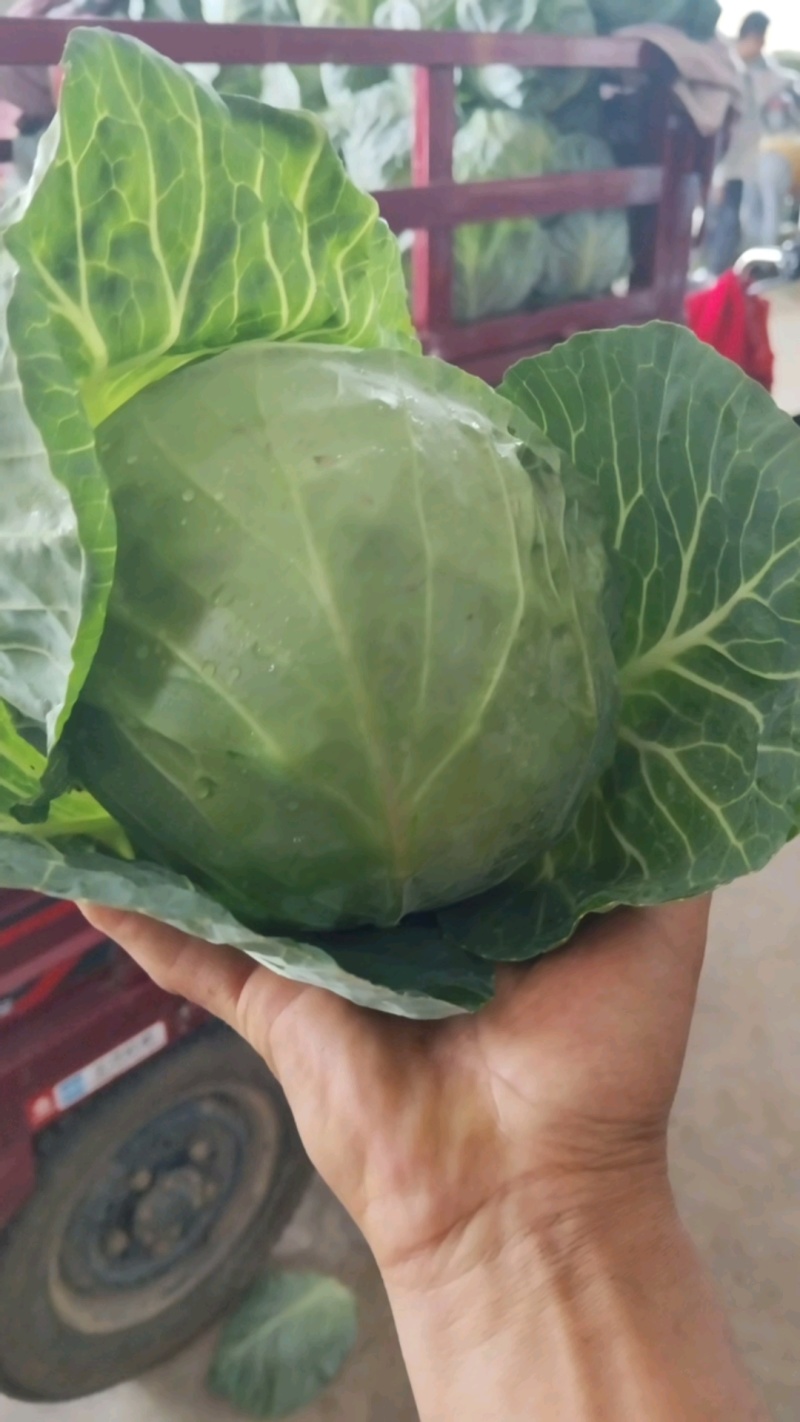 甘蓝