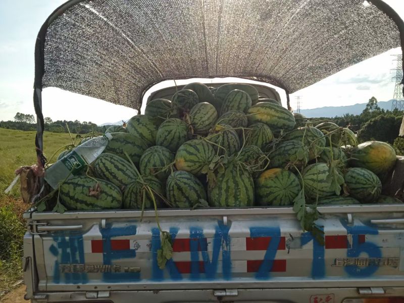 广西桂林兴安甜王.美都等都有