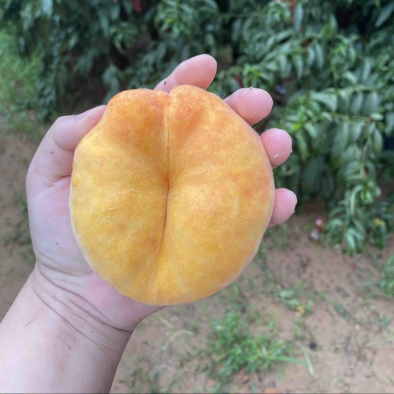 开封尉氏，自家种的黄蟠桃，有需要的可以联系我