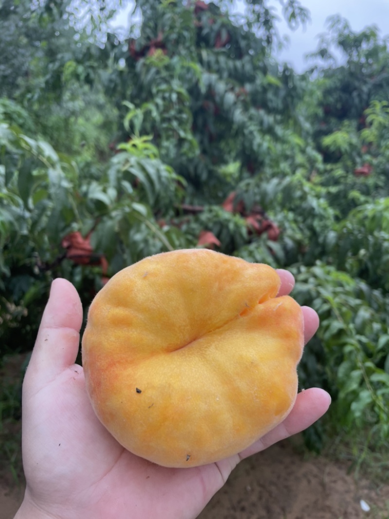 开封尉氏，自家种的黄蟠桃，有需要的可以联系我