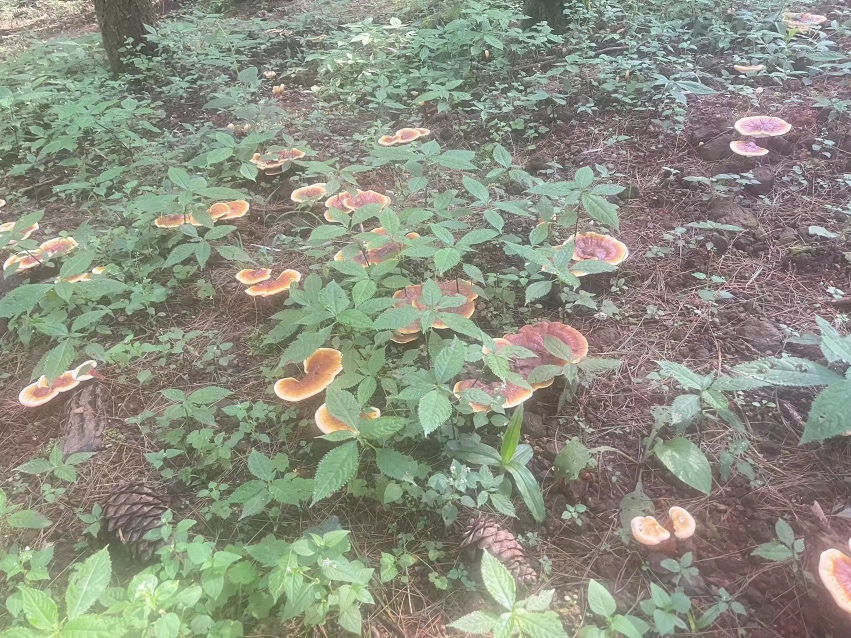 野生金边赤灵芝自然生长环境