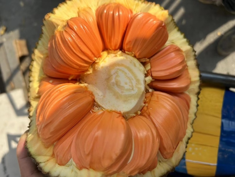印尼红菠萝蜜，越南印尼红菠萝蜜产地直供清关一条龙