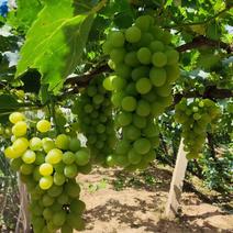 维多利亚葡萄生产基地葡萄大量上市中，颗粒饱满，可视频