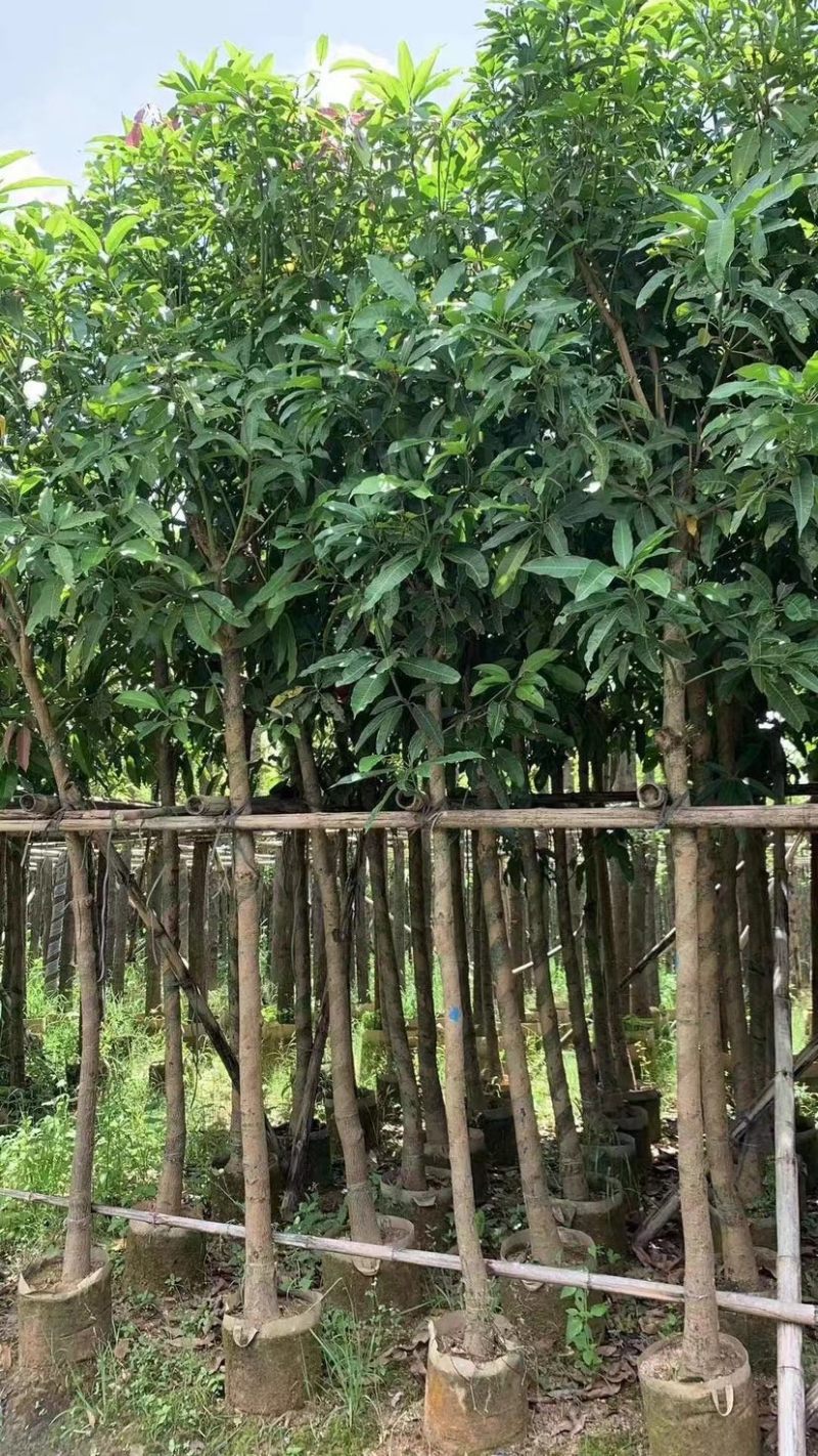 芒果绿化树基地直发大小规格齐全品质优质欢迎老板来电洽谈
