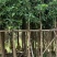 芒果绿化树基地直发大小规格齐全品质优质欢迎老板来电洽谈