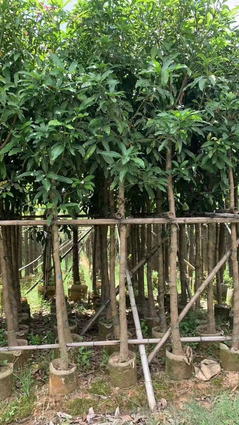 芒果绿化树基地直发大小规格齐全品质优质欢迎老板来电洽谈
