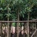 芒果绿化树基地直发大小规格齐全品质优质欢迎老板来电洽谈