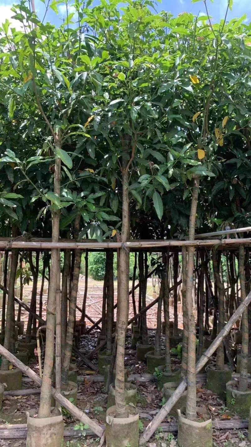 芒果绿化树基地直发大小规格齐全品质优质欢迎老板来电洽谈