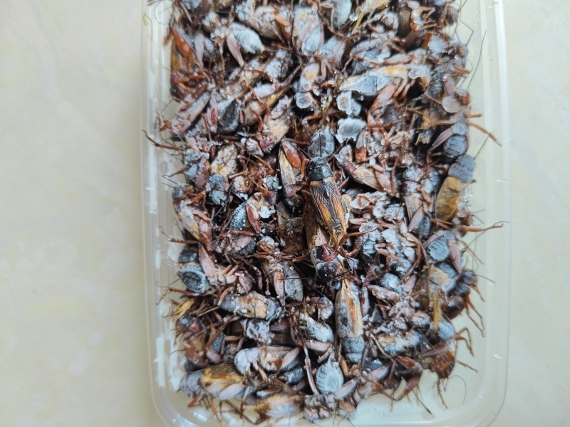 冷冻盒装蟋蟀，大亚蟋蟀，酒店**，3遍清洗