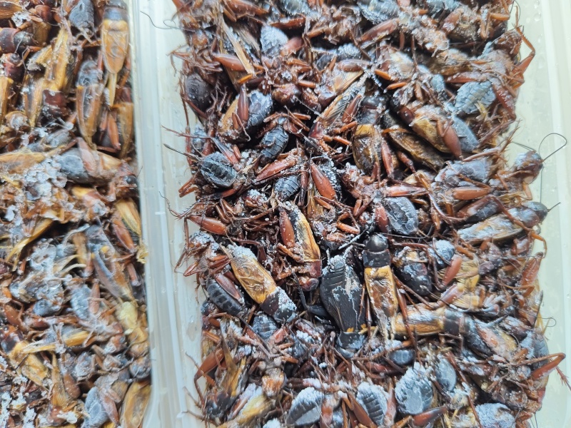 冷冻盒装蟋蟀，大亚蟋蟀，酒店**，3遍清洗