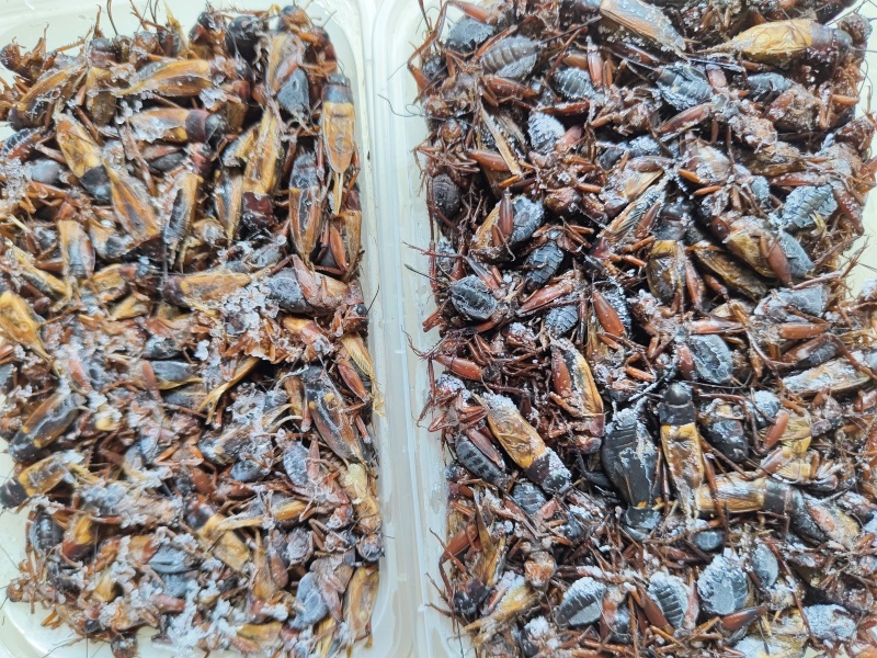 冷冻盒装蟋蟀，大亚蟋蟀，酒店**，3遍清洗