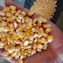湖北荆门新玉米上市优质农产品迎来丰收季