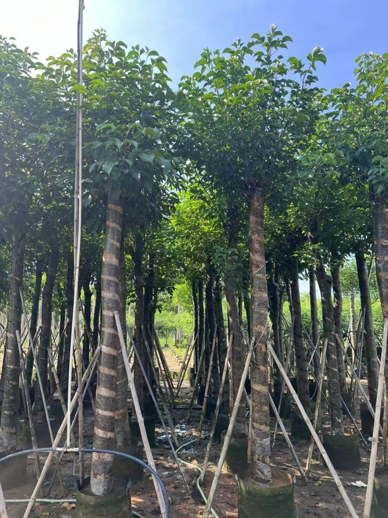 秋枫5-12公分出售。基地直销可视频看货
