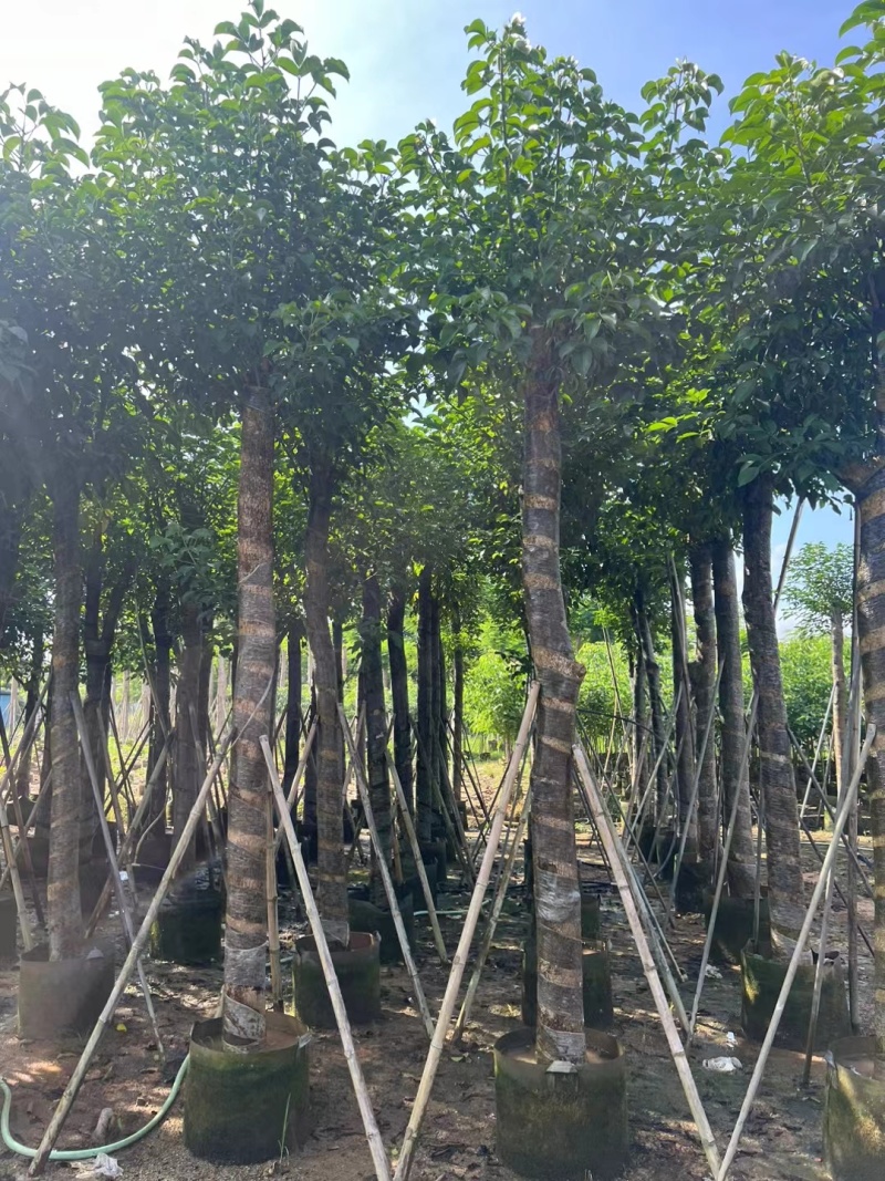 秋枫5-12公分出售。基地直销可视频看货
