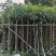 秋枫5-12公分出售。基地直销可视频看货