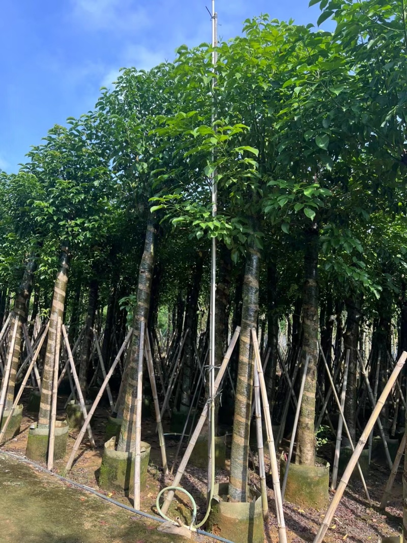 秋枫5-12公分出售。基地直销可视频看货