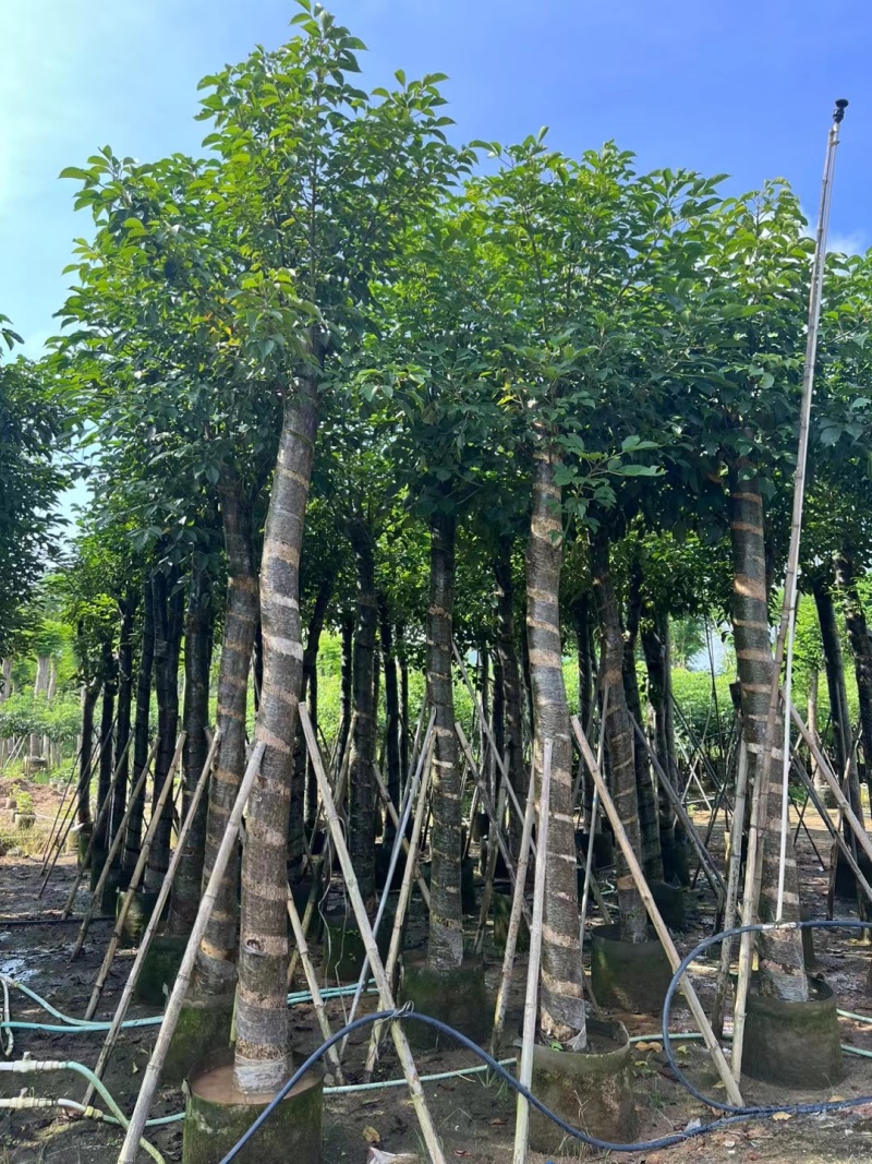 秋枫5-12公分出售。基地直销可视频看货