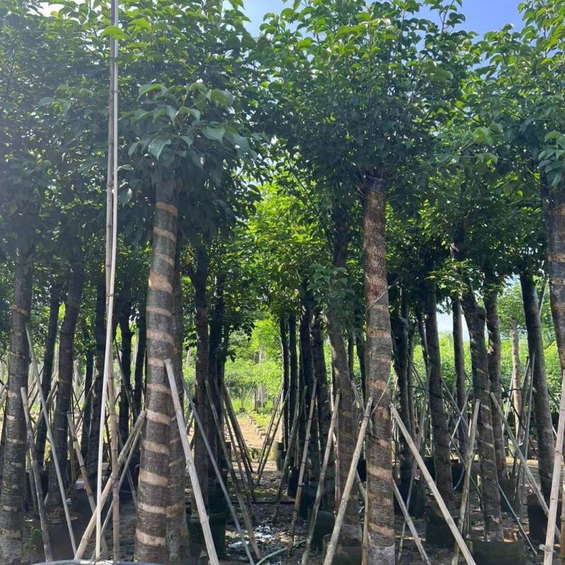 秋枫5-12公分出售。基地直销可视频看货