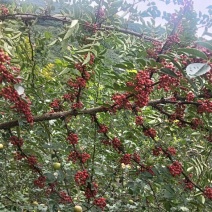 红花椒
